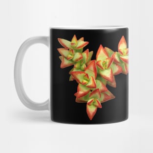 Suculenta Crassula conjuncta Mug